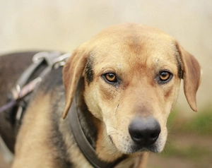 Wer schenkt Kane ein Zuhause?