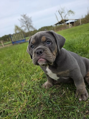 Old English Bulldog Welpe Rüde