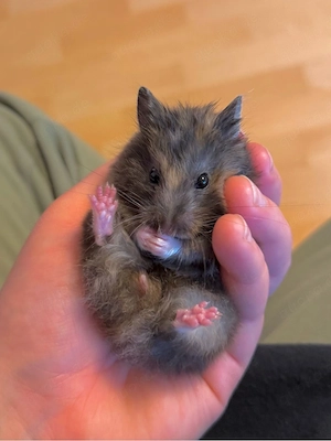 Teddyhamster Weibchen 