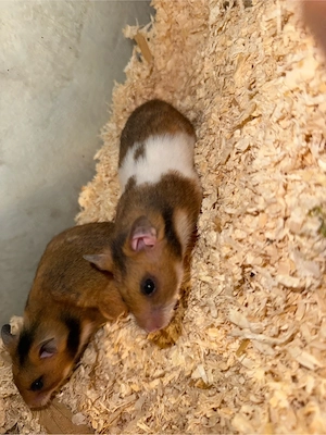 2 Goldhamsterbabys weibchen zu verkaufen 2 Stück 5.3.26