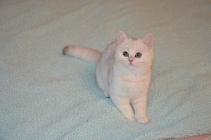 Süße BKH Silver Shaded Babykatze 