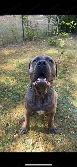 Deckrüde Cane corso