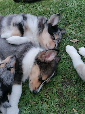 Wunderbare Welpen suchen ein neues Zuhause 