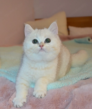 Süße BKH Silver Shaded Babykatze 