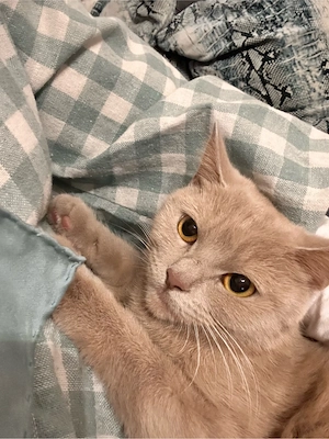 Zu verschenken BKH Katze  Bild 2