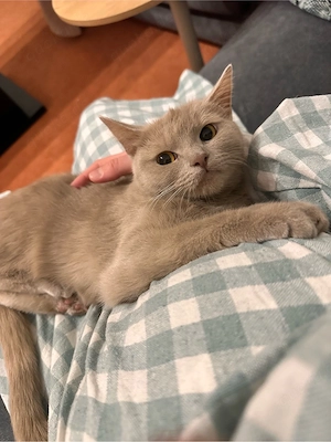 Zu verschenken BKH Katze 