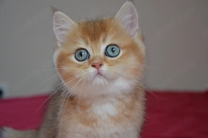 Süße BKH Golden Shaded Babykatzen - entwurmt und geimpft 