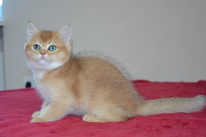 Süße BKH Golden Shaded Babykatzen - entwurmt und geimpft 