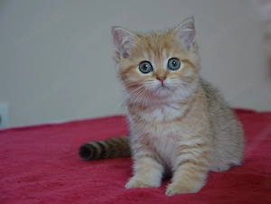 Süße BKH Golden Shaded Babykatzen - entwurmt und geimpft 