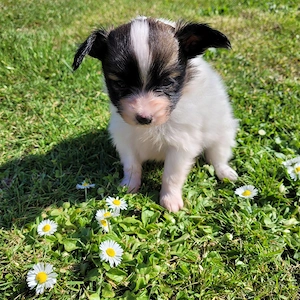 Reinrassige Papillion Welpen 