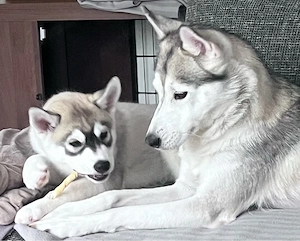 3 husky welpen suchen noch ein zuhause 