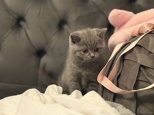 bkh kitten kater reinrassig 