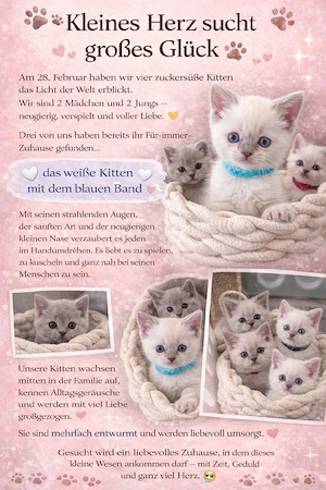 Kitten Katzen