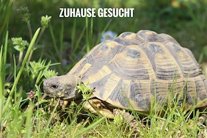 Griechische Landschildkröten Weibchen THB