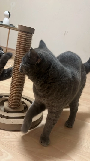 Lieber Kater  Bobby  sucht ein neues Zuhause 