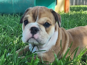 English bulldog 