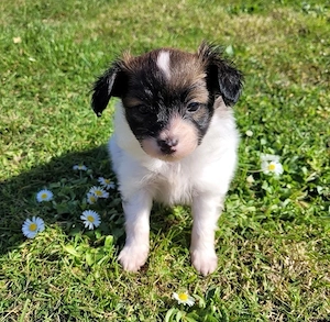 Reinrassige Papillion Welpen
