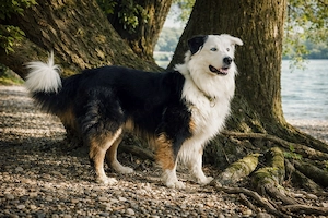 Australian Shepherd Black Tri Erfahrener Deckrüde (Kein Verkauf)