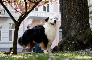 Australian Shepherd Black Tri Erfahrener Deckrüde (Kein Verkauf) Bild 2
