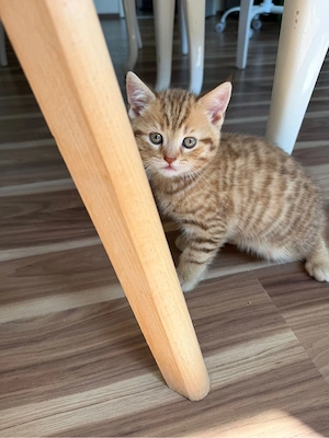 süße bkh kitten 