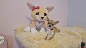 Reinrassige Chihuahua Hündin sucht Zuhause 