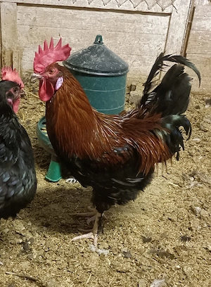 Marans Mix Hahn Hühner Henne 