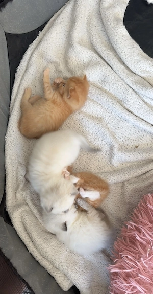 BKH max Ragdoll Kitten suchen liebevolles Zuhause