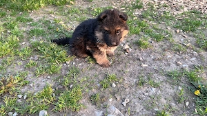 Schäferhund - Welpen 