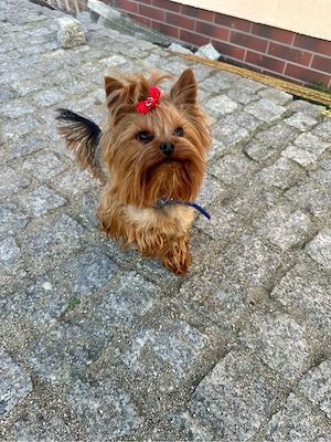 Yorkshire terrier York manlich FCI 