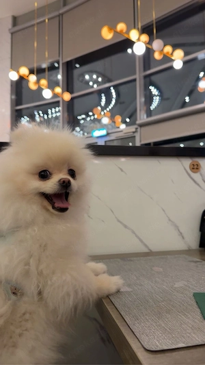 Pomeranian zwergspitz 