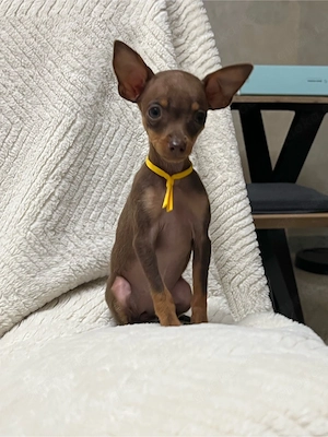 Prager Ratlter welpen