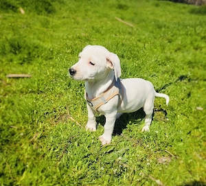 Kirby sucht Körbchen 