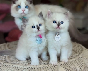 Ragdoll-Kätzchen