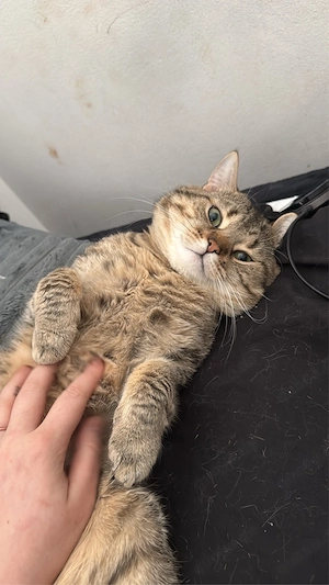 Reinrassiger BKH Deckkater