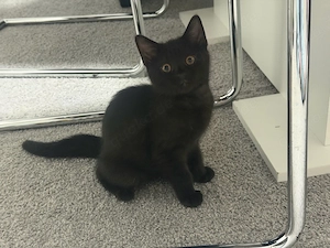 Britisch Kurzhaar Kitten