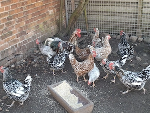 Bruteier vom Schwedisches Blumenhuhn 