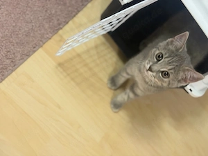 Britisch Kurzhaar Kitten