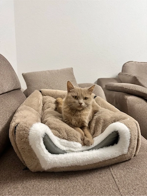 Zu verschenken BKH Katze  Bild 4