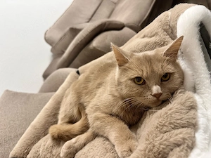 Zu verschenken BKH Katze  Bild 3