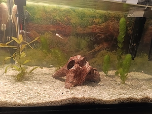 Antennenwelse Nachzucht 