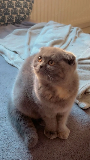 Zwei weibliche Kitten (Ragdoll   Britisch Kurzhaar)   abgabebereit