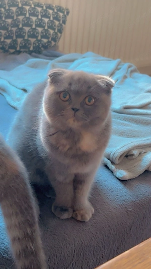 Zwei weibliche Kitten (Ragdoll   Britisch Kurzhaar)   abgabebereit Bild 2