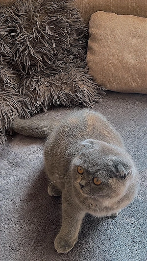 Zwei weibliche Kitten (Ragdoll   Britisch Kurzhaar)   abgabebereit Bild 5