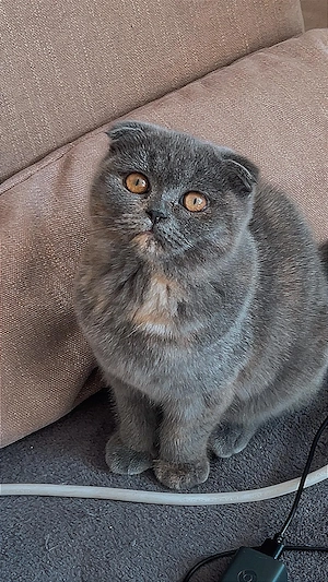 Zwei weibliche Kitten (Ragdoll   Britisch Kurzhaar)   abgabebereit