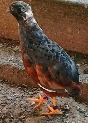  Bruteier von chinesischen Zwergwachteln   kleine Wunder erleben 