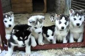 Siberian Husky Welpen  Bild 2