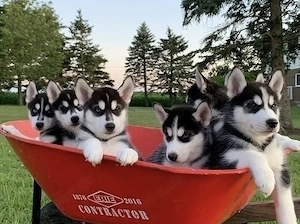 Siberian Husky Welpen  Bild 4