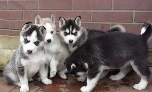 Siberian Husky Welpen  Bild 6