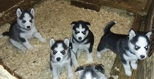 Siberian Husky Welpen  Bild 7