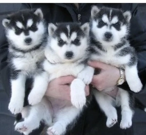 Siberian Husky Welpen  Bild 3